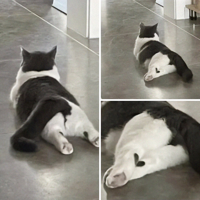 Black and white cat lying on the floor showing a heart-shaped marking on its paw in a weird pics or it didn’t happen moment