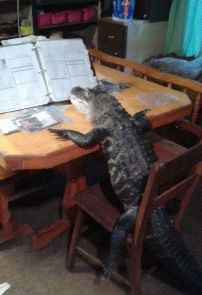 Alligator sitting on a chair at a wooden table looking at documents in a weird pics or it didn’t happen moment.