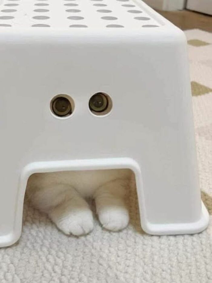 Cat paws sticking out from under a plastic stool creating a weird pics or it didn’t happen moment shared on social media.