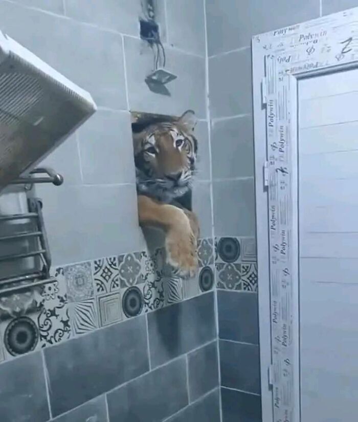 Tiger poking its head and paw through a tiled bathroom wall, a weird pics or it didn’t happen moment captured indoors.