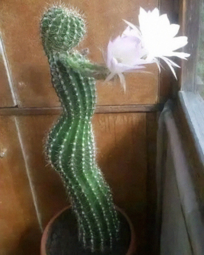Cactus shaped like a human figure with a blooming flower held like an arm in a quirky pics or it didn’t happen moment.