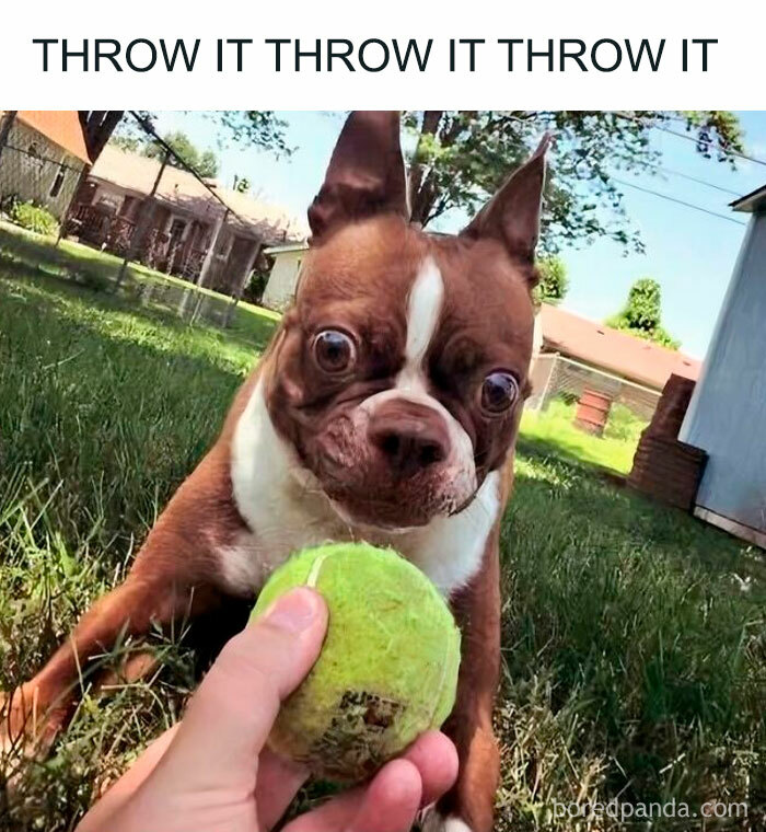 Playful dog eagerly focused on a tennis ball outdoors, capturing the spirit of popular dog memes that make you want to hug your pupper.