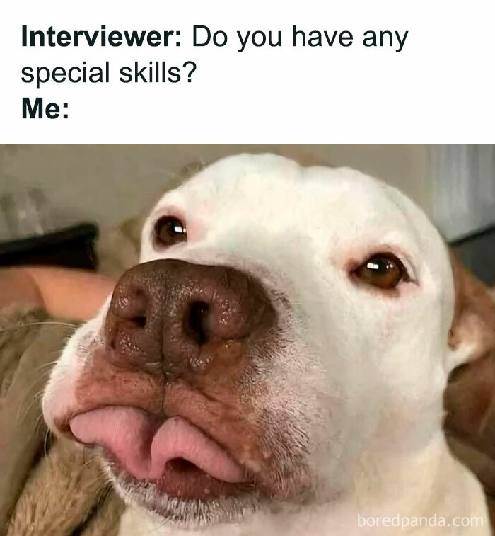 Close-up of a dog with a funny facial expression, featured in popular dog memes to make you want to hug your pupper.