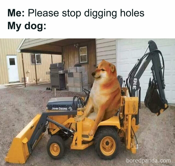 Shiba Inu dog photoshopped driving a digger, illustrating dog memes about digging holes humorously.