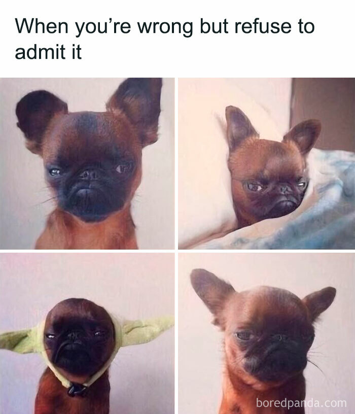 Small dog with grumpy expressions in a meme collage featuring cute and funny dog memes to hug your pupper immediately.