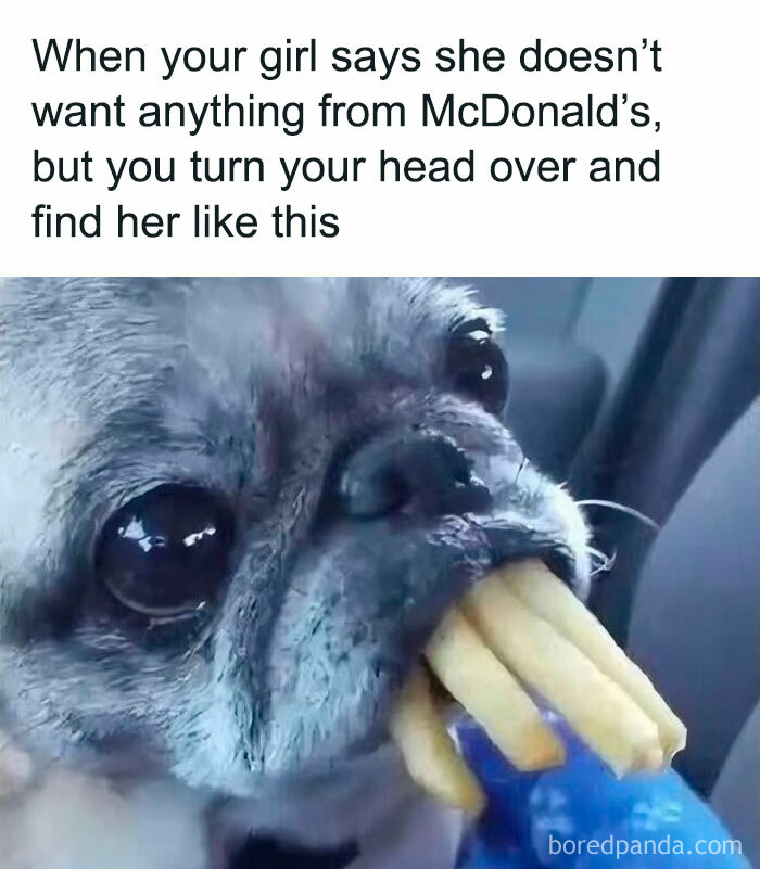 Close-up of a dog holding multiple French fries in its mouth, a humorous dog meme from popular pupper content.