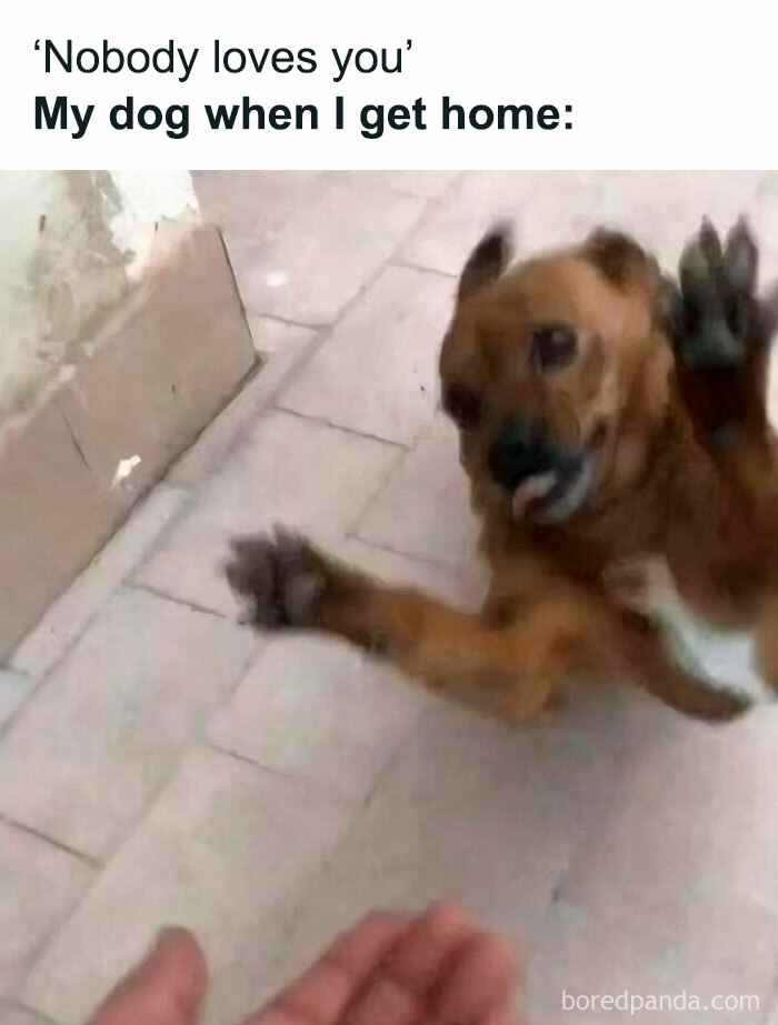 Blurry dog excitedly reaching out to person indoors, capturing funny and heartwarming dog memes moment.