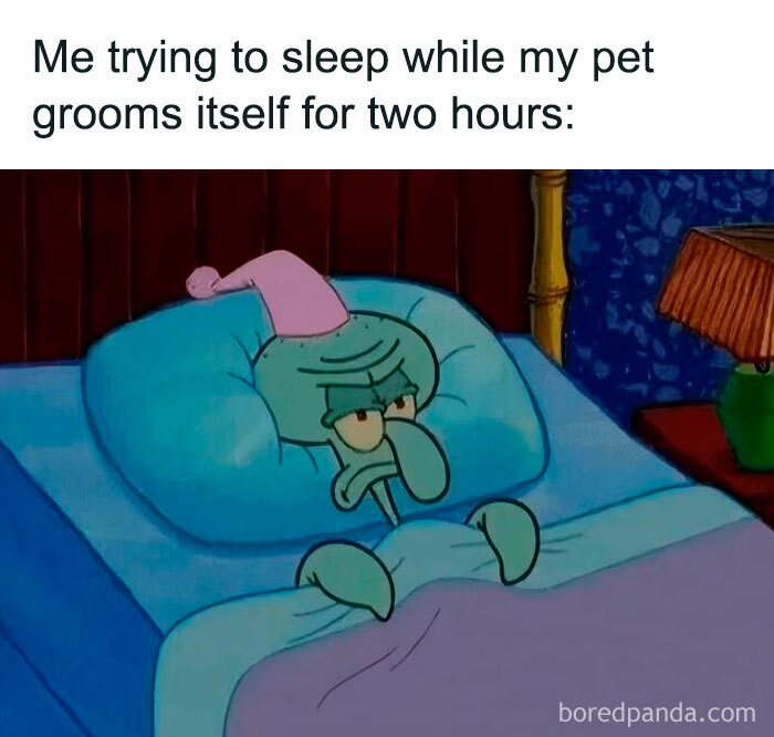 Squidward in bed wide awake with a sleeping cap, illustrating a funny dog meme about pets grooming themselves for hours.