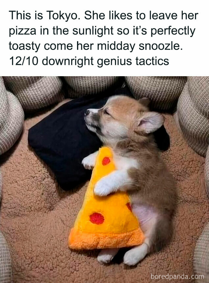 Sleeping puppy cuddling a plush pizza slice in a cozy spot, showcasing adorable dog memes and cute pupper moments.