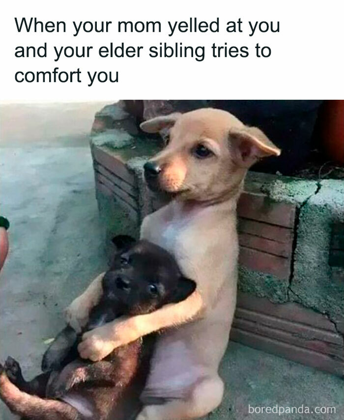 Two puppies showing affection, capturing a heartwarming moment in popular dog memes that inspire hugs for your pupper.