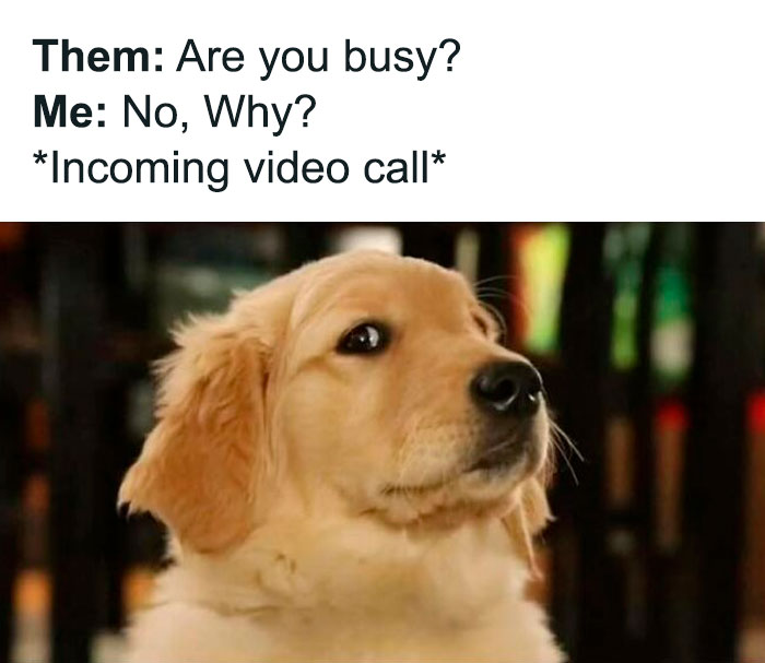 Golden retriever looking sideways with skeptical expression, funny dog meme perfect for dog memes and pupper humor.