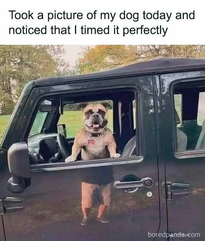 Dog meme showing a dog sitting in a car window with legs visible outside, blending humor and cute pupper vibes.