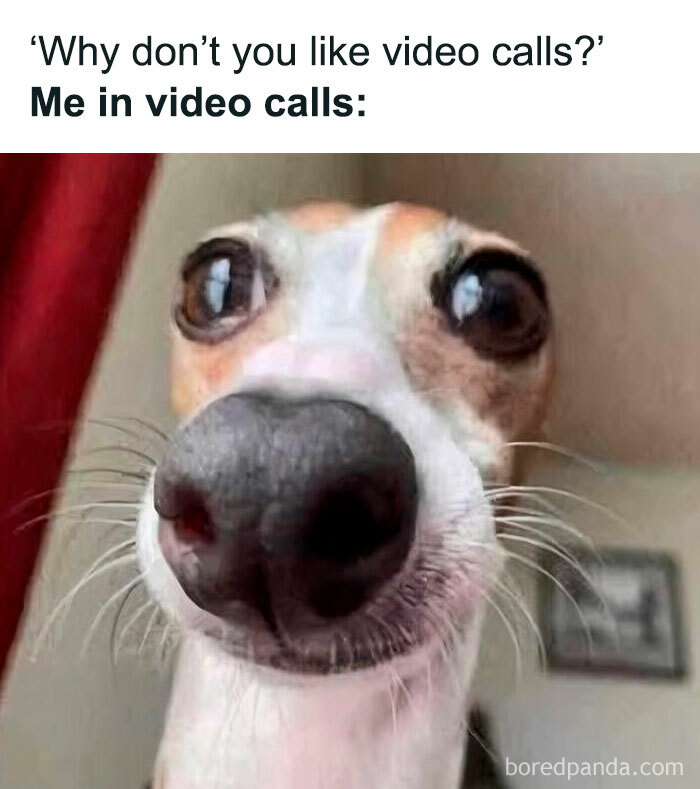 Close-up of a dog with a large nose making a funny face, perfect for dog memes that make you want to hug your pupper.