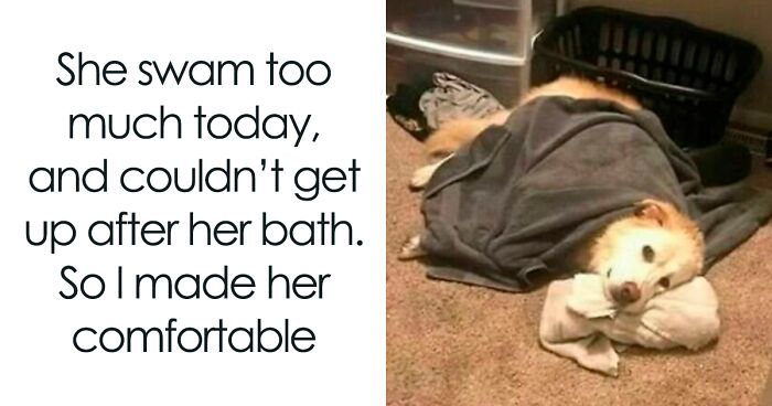 50 Funny Dog Memes That Are A True Ray Of Sunshine On A Tiring Day