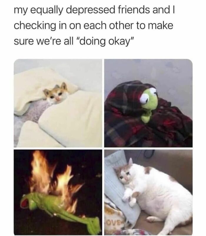 Four images showing pets and a Kermit doll wrapped in blankets or in distress, depicting a serotonin boost theme.