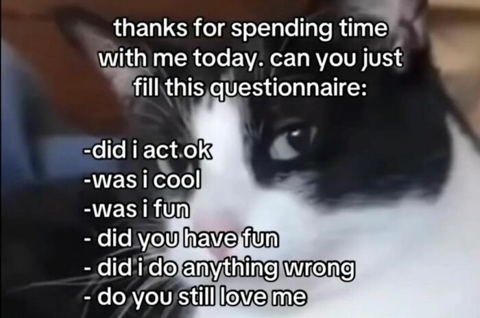 Cat with text overlay asking viewers to fill a fun questionnaire, providing a daily serotonin boost from this IG page.