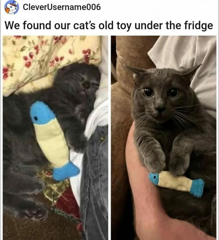 Gray cat cuddling with an old toy fish, giving a daily serotonin boost with cute pet moments from this IG page.