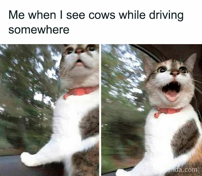 Cat with a shocked expression looking out car window, capturing serotonin boost from funny and surprising moments on IG page.
