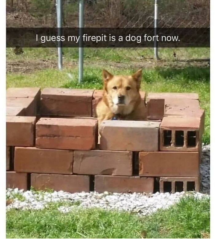 Doggo meme featuring a dog sitting in a brick firepit which is called a dog fort in wholesome pupper content.