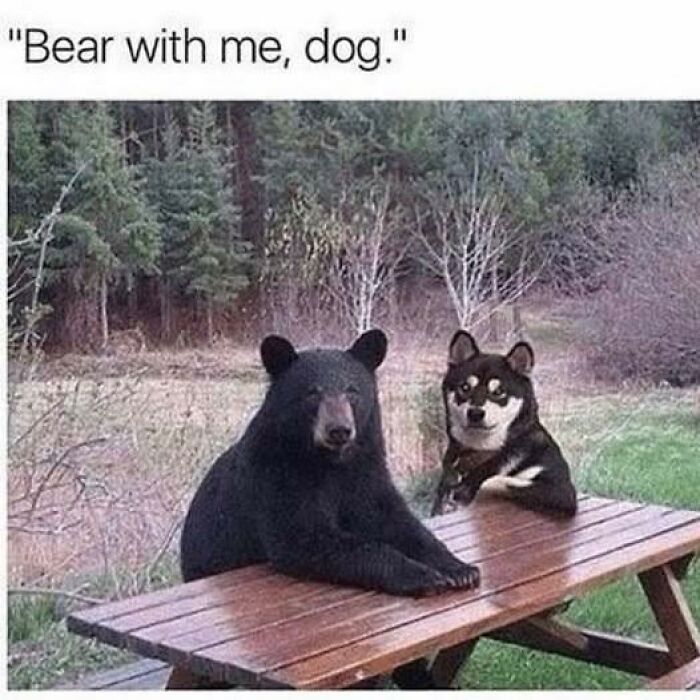 Bear and dog sitting at a wooden picnic table in a forest setting, sharing a wholesome doggo meme moment.