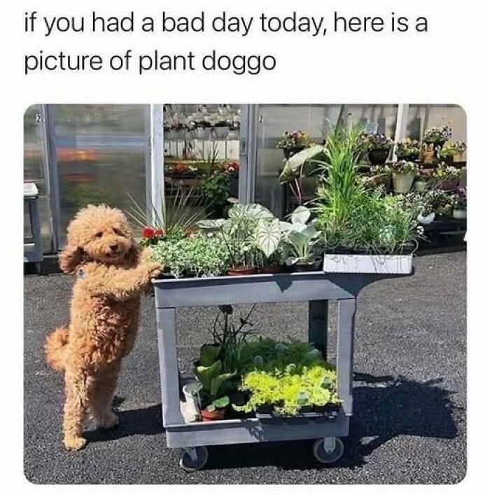 Small curly dog standing on hind legs beside a plant cart with various green potted plants in sunlight, doggo memes theme.