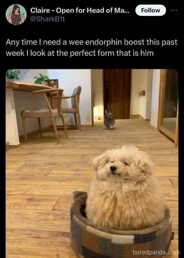Fluffy dog sitting snugly in a bed on wooden floor, with a cat in the background in a cozy home setting doggo memes