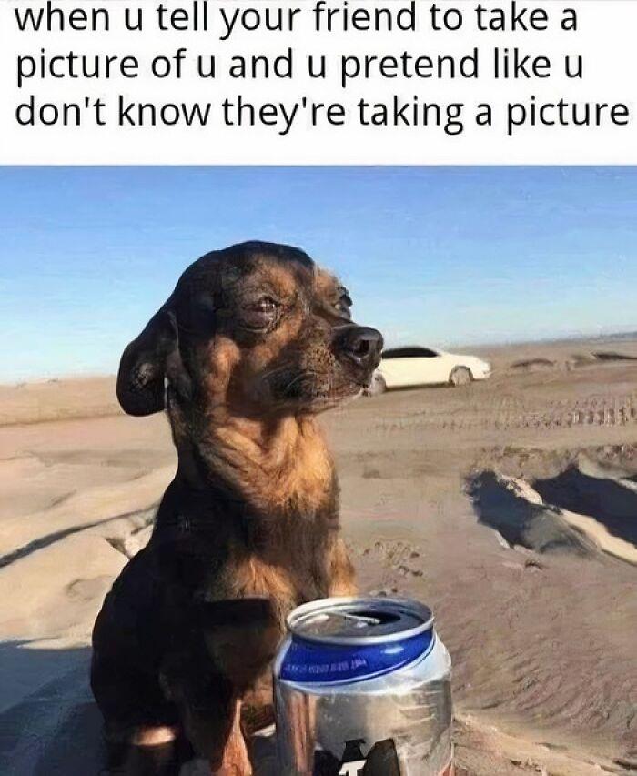Doggo meme featuring a small dog squinting near a soda can with a caption about pretending not to notice photos.