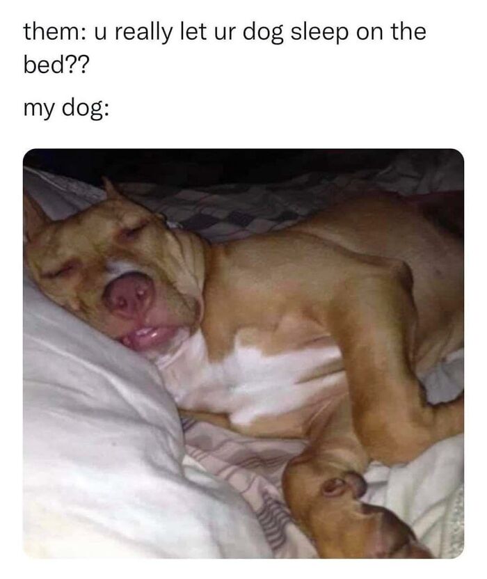 Sleeping brown dog lying on a bed, showing the lovable and wholesome nature found in doggo memes.