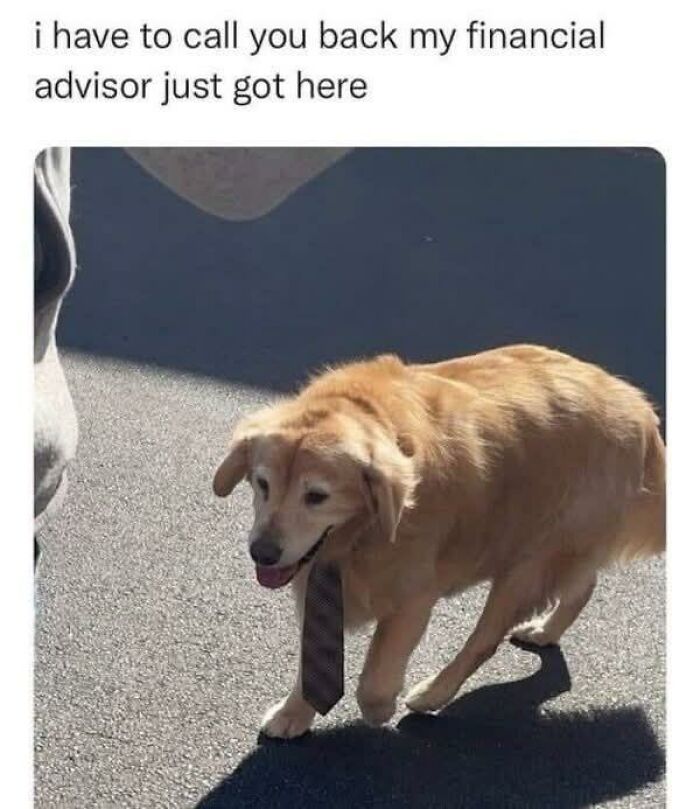 Golden retriever wearing a tie walking outside with humorous text about calling back a financial advisor doggo meme.