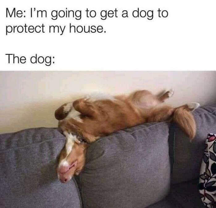 Doggo memes featuring a dog lying upside down on a couch, showing playful and wholesome pupper content.