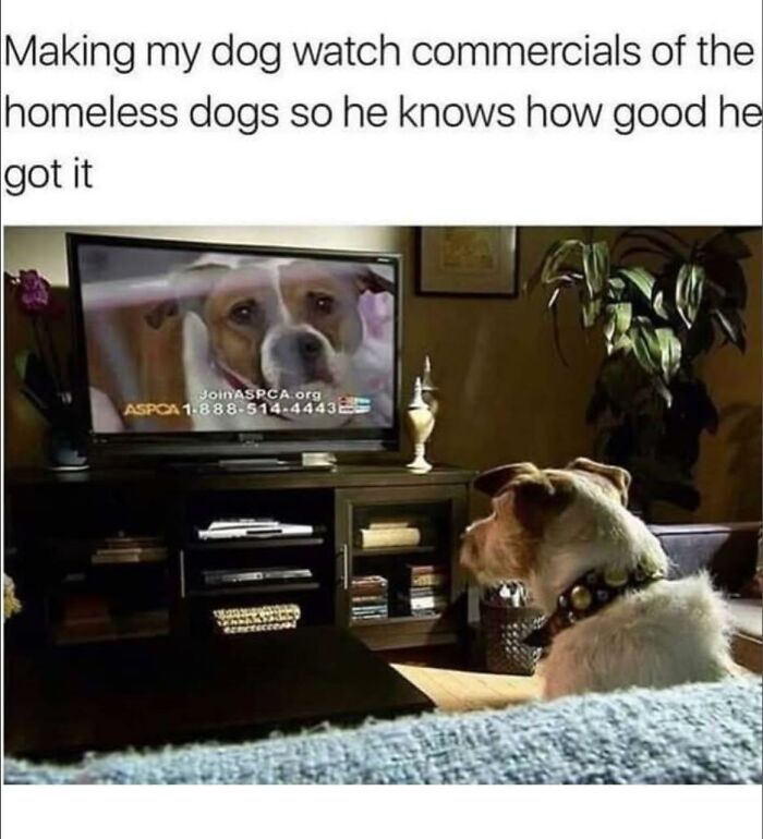 Dog watching a TV commercial about homeless dogs, illustrating wholesome doggo memes and pupper content online.