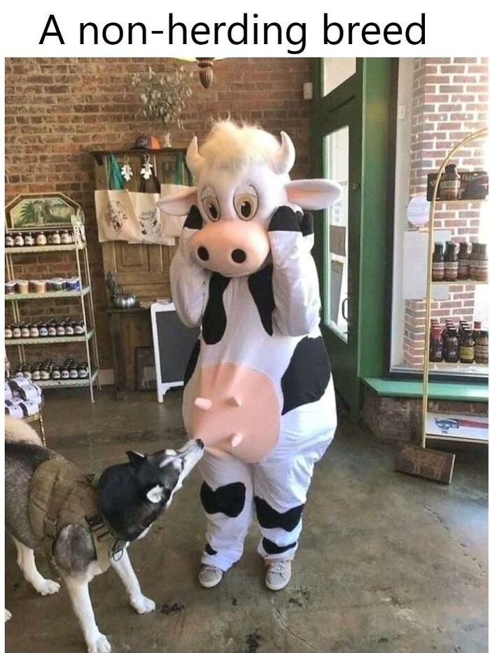 Person in a cow costume being sniffed by a dog inside a store, a funny doggo meme from wholesome pupper content.