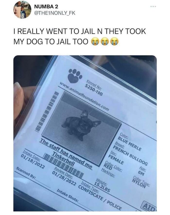 Doggo memes showing a humorous police intake form for a French Bulldog named Tinkerbell.