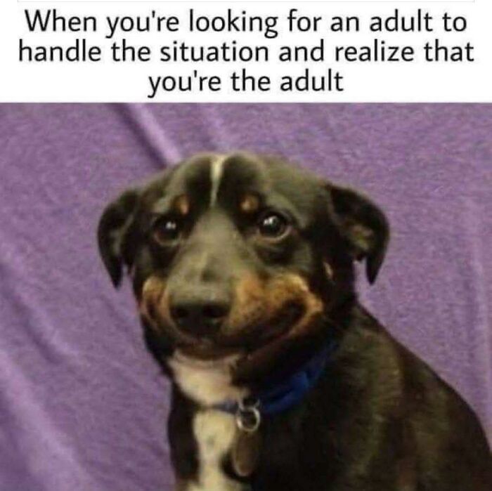 Smiling dog with a funny expression, featured in wholesome doggo memes from an online pupper content group.