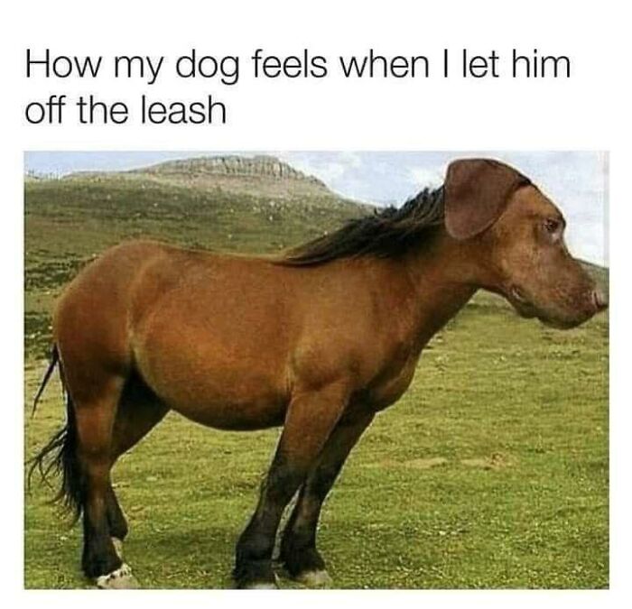 Doggo meme showing a horse with a dog's head, illustrating how a dog feels when off the leash in wholesome pupper content.