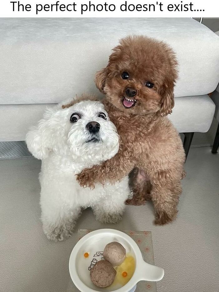 Two small dogs, one brown and one white, posing humorously with the brown dog hugging the white dog in a doggo meme.