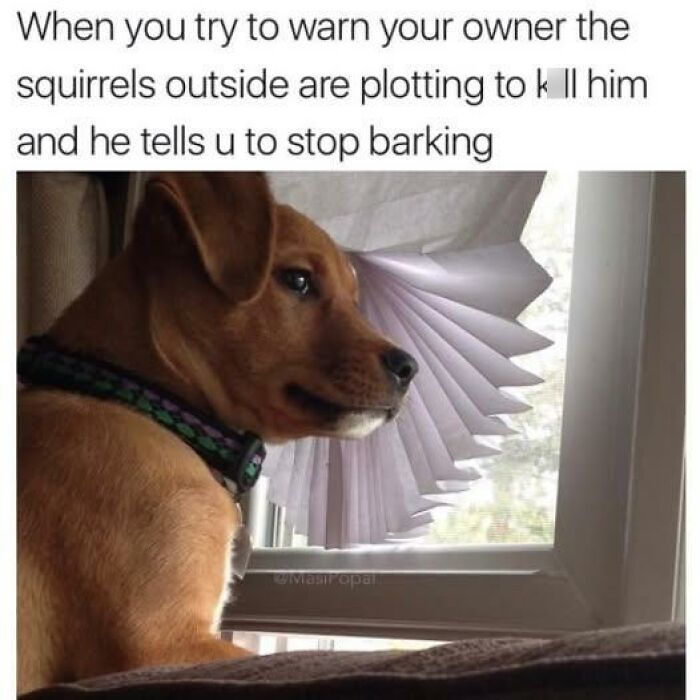 Doggo meme featuring a dog looking out a window, humorously warning owner about squirrels outside.