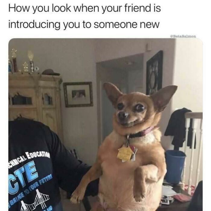 Doggo meme showing a small dog with a funny expression, capturing wholesome pupper content and online dog humor.