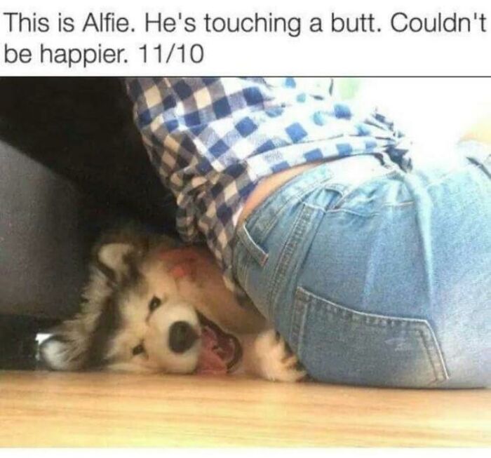 Happy doggo lying on the floor touching a person's denim jeans in a wholesome doggo memes moment.