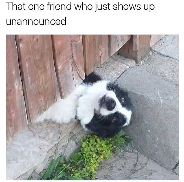 Doggo meme showing a black and white dog poking its head through a fence in a wholesome pupper moment.