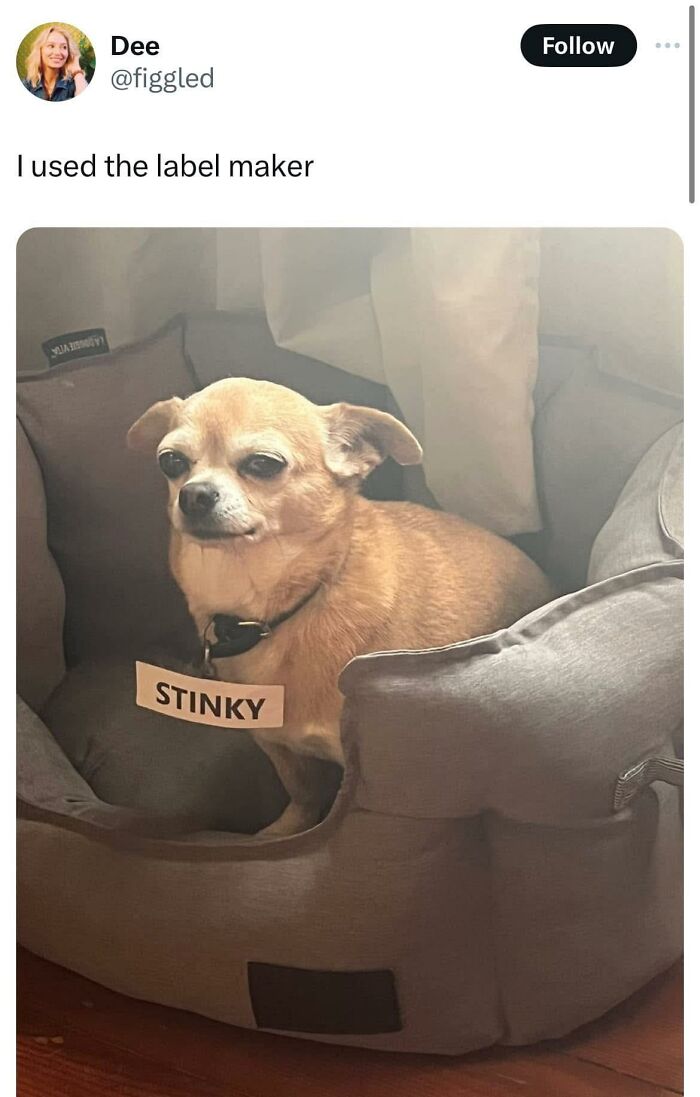 Small brown dog sitting in a pet bed wearing a label that reads stinky in a humorous doggo memes post.
