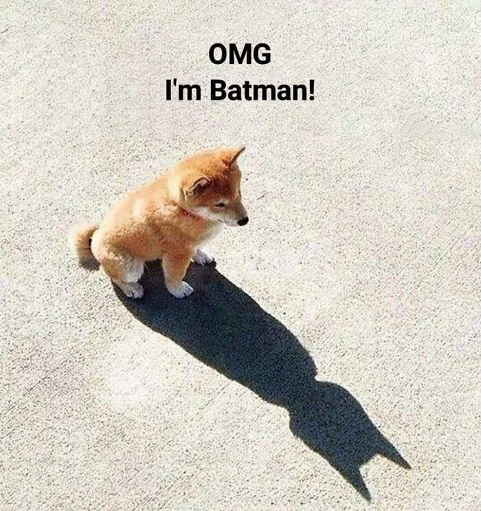 Cute doggo casting a shadow that looks like Batman ears, showcasing funny doggo memes and wholesome pupper content.