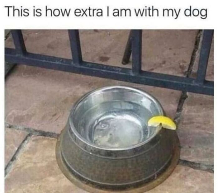 Dog bowl filled with water and a lemon wedge on the rim, showing extra care in doggo memes and wholesome pupper content.