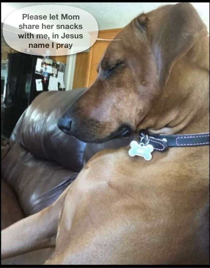 A brown dog with a collar resting on a couch with a speech bubble asking for snacks in a doggo memes style.