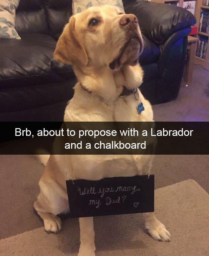 Labrador dog holding a chalkboard with a marriage proposal, featured in popular doggo memes and wholesome pupper content.