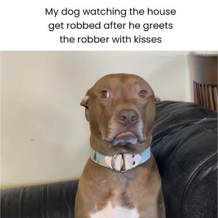 Doggo meme showing a brown dog with a sad expression watching the house get robbed after greeting the robber.