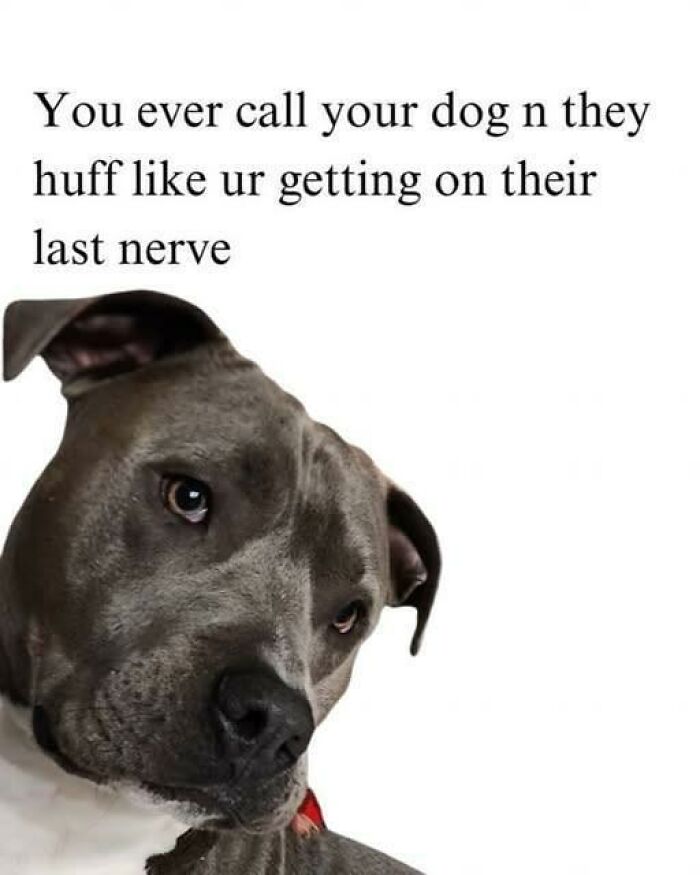 Sad grey dog looking sideways with text about calling your dog and them showing annoyance in doggo memes style