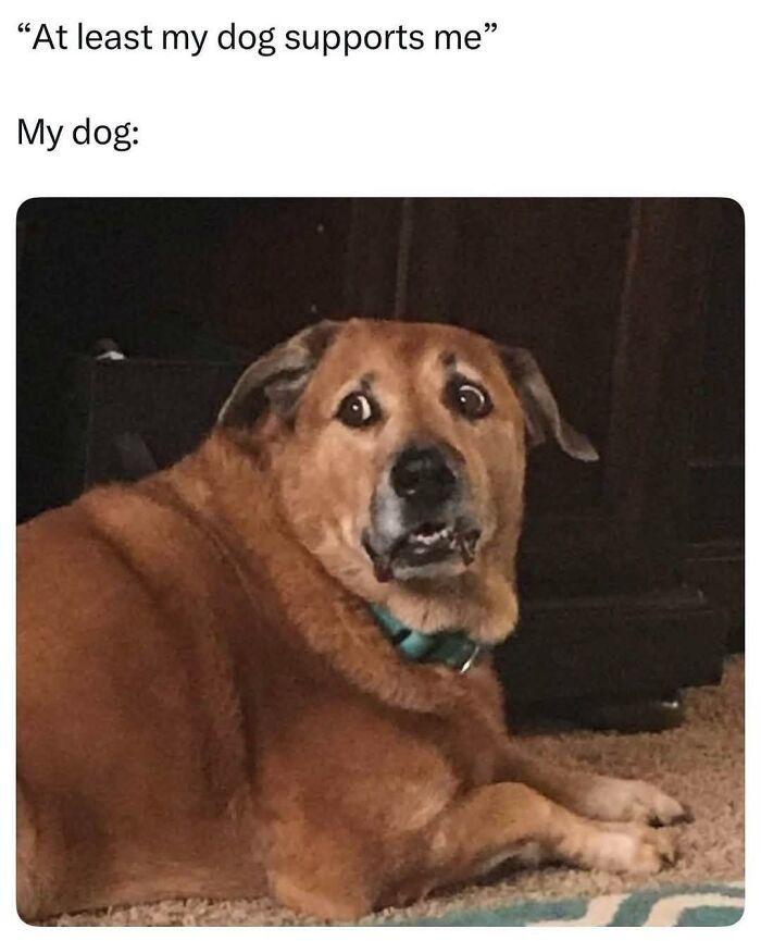 Doggo meme showing a surprised dog with funny expression as wholesome pupper content from online group.