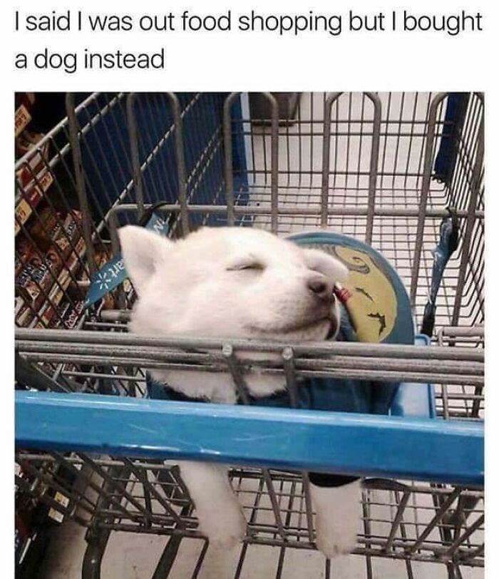 Sleeping white puppy resting in a shopping cart with a caption about buying a dog instead of food shopping doggo memes.