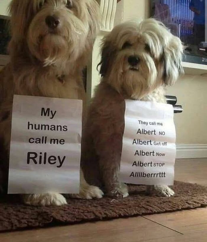 Two fluffy dogs wearing signs with funny names, showcasing wholesome doggo memes and amusing pupper content.